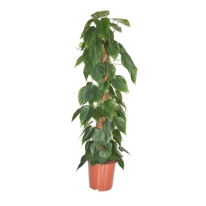 Philodendron 'Scandens' - XXL op mossstok - Pot 27cm - Hoogte 150-160cm
