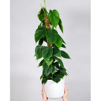 Philodendron 'Scandens' - XXL op mossstok - Pot 27cm - Hoogte 150-160cm 4