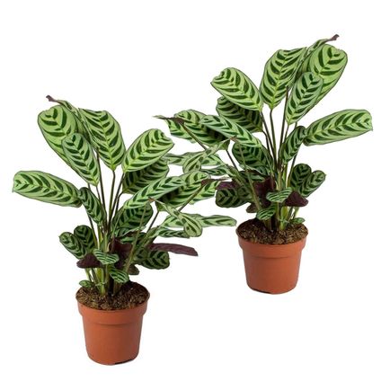 Ctenanthe 'gebedsplant' - Set van 2 - Burle-marxii - Pot 12cm - Hoogte 25-40cm