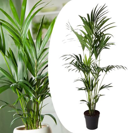 Howea Forsteriana - Kentiapalm - XXL kamerplant - Pot 24cm - Hoogte 150-170cm