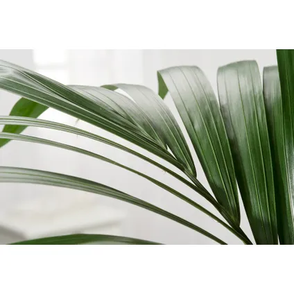 Howea Forsteriana - Kentiapalm - XXL kamerplant - Pot 24cm - Hoogte 150-170cm 3
