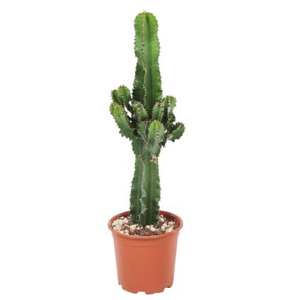 Euphorbia Ingens - Cowboy Cactus - Pot 17cm - Hoogte 50-60cm