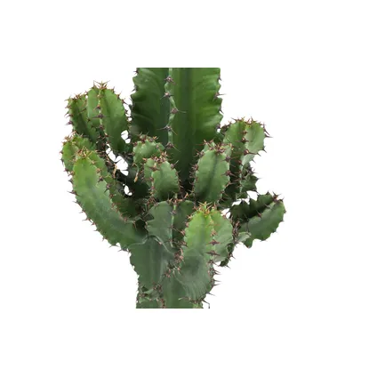 Euphorbia Ingens - Cowboy Cactus - Pot 17cm - Hoogte 50-60cm 2