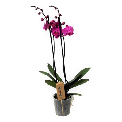Phalaenopsis - Orchidee Paars - Pot 12cm - Hoogte 50-60cm