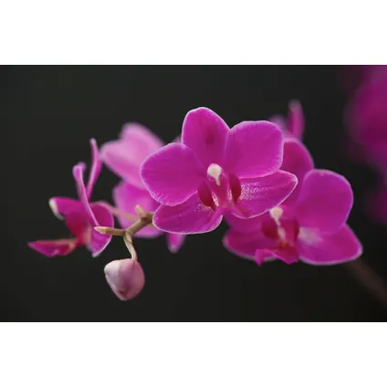 Phalaenopsis - Orchidee Paars - Pot 12cm - Hoogte 50-60cm 3