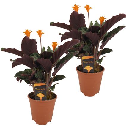 Calathea Crocata - Set van 2 - Luchtzuiverend - Pot 14cm - Hoogte 40-50cm
