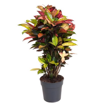 Codiaeum variegatum 'Mrs. Iceton' - Croton - Pot 27cm - Hoogte 110-120cm