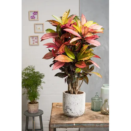 Codiaeum variegatum 'Mrs. Iceton' - Croton - Pot 27cm - Hoogte 110-120cm 5