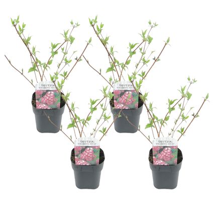 Deutzia x hybrida 'Strawberry Fields' - Set van 4 - Pot 17cm - Hoogte 25-40cm