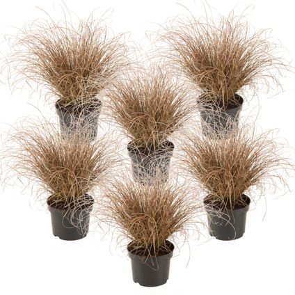 Carex Bronco - Set van 6 - Siergras - Pot 10,5 - Hoogte 15-25cm