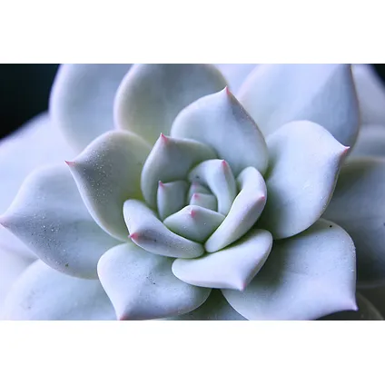 Echeveria Garden Mix White - vetplanten op decoratieve schaal - Wit - 20 cm 3