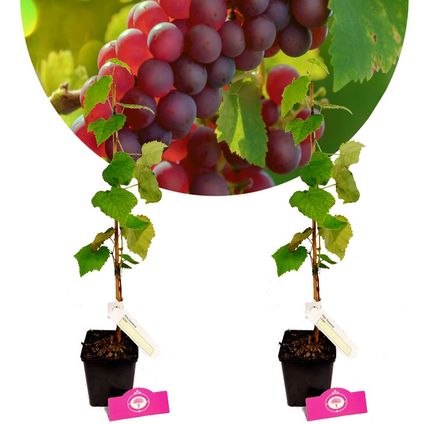 Schramas.com Vitis vinifera 'Vanessa' + Pot 11cm 2 stuks