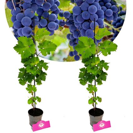 Schramas.com Vitis vinifera 'Cabernet Cortis' + Pot 9cm 2 stuks
