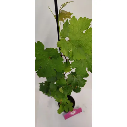 Schramas.com Vitis vinifera 'Cabernet Cortis' + Pot 9cm 2 stuks 4