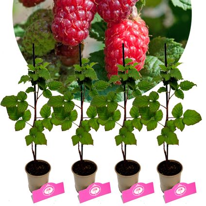 Schramas.com Rubus Tayberry + Pot 9cm 4 stuks