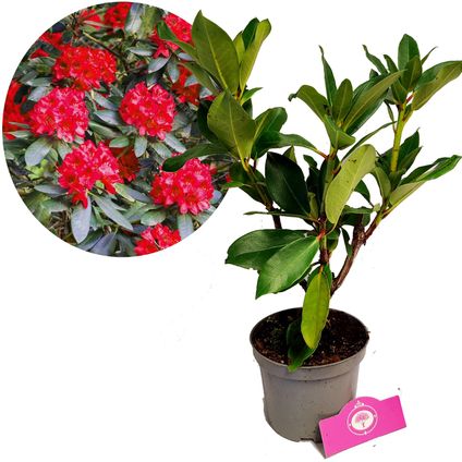 Schramas.com Rhododendron Markeeta's Prize rode bloemen + Pot 14cm