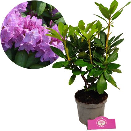Schramas.com Rhododendron Catawbiense Grandiflorum roze bloemen + Pot 14cm