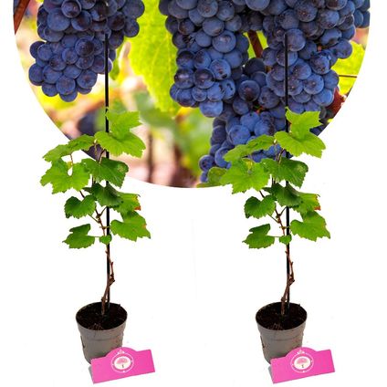 Vitis vinifera Schramas.com 'Rondo' + Pot 9cm 2 pcs