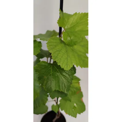 Schramas.com Vitis vinifera 'Rondo' + Pot 9cm 2 stuks 3