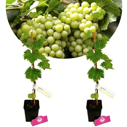 Schramas.com Vitis vinifera 'Bianca' + Pot 11cm 2 stuks