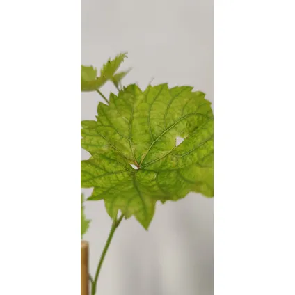 Schramas.com Vitis vinifera 'Bianca' + Pot 11cm 2 stuks 4