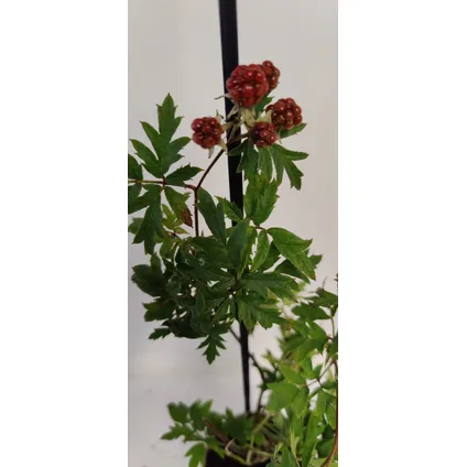 Schramas.com Rubus fruticosus mix + Pot 9cm 4 stuks 2
