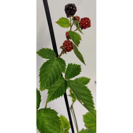 Schramas.com Rubus fruticosus mix + Pot 9cm 4 stuks 3