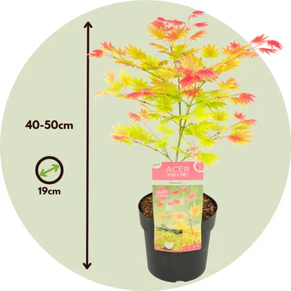 Acer palmatum 'Moonrise' - Set van 2 - Japanse esdoorn - ⌀19cm - Hoogte 80-90cm 2