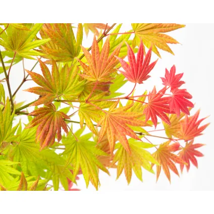 Acer palmatum 'Lever de lune' - Set de 2 - Érable japonais résistant au froid 3