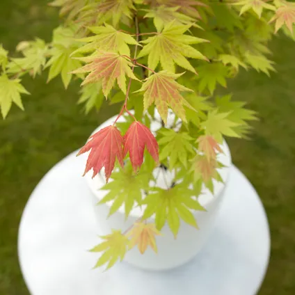 Acer palmatum 'Moonrise' - Set van 2 - Japanse esdoorn - ⌀19cm - Hoogte 80-90cm 4