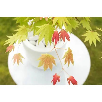 Acer palmatum 'Moonrise' - Set van 2 - Japanse esdoorn - ⌀19cm - Hoogte 80-90cm 5