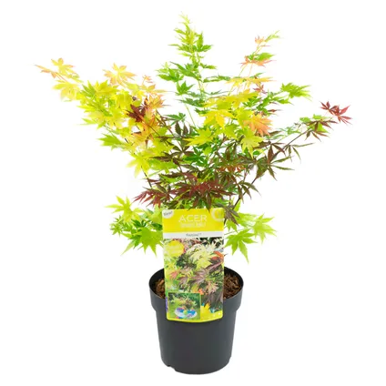 Acer palmatum 'Festival' - Érable japonais - Pot 19cm - Hauteur 60-70cm