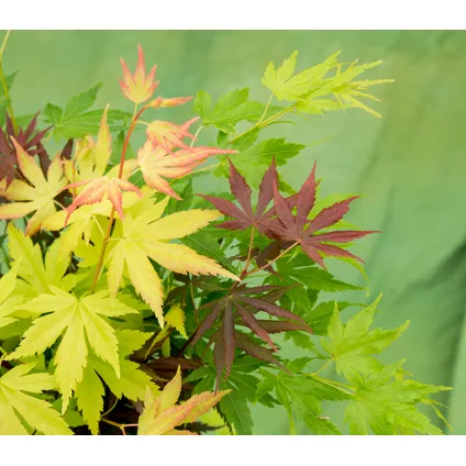 Acer palmatum 'Festival' - Érable japonais - Pot 19cm - Hauteur 60-70cm 3