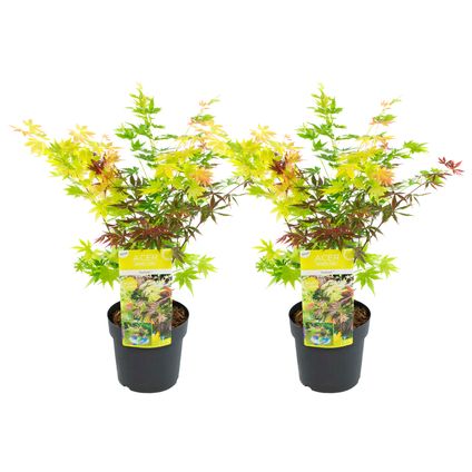 Acer palmatum 'Festival' - Set van 2 - Esdoorn - Pot 19cm - Hoogte 60-70cm