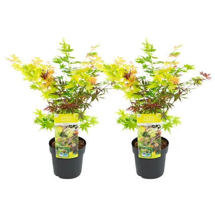 Acer palmatum 'Festival' - Set de 2 - Erable - Pot 19cm - Hauteur 60-70cm
