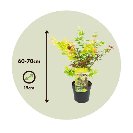 Acer palmatum 'Festival' - Set van 2 - Esdoorn - Pot 19cm - Hoogte 60-70cm 2