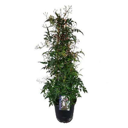 Jasminum Polyanthum - Pyramide - Jardin - Pot 17cm - Hauteur 60-70cm