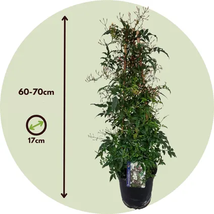 Jasminum Polyanthum - Piramide - Tuinplant - Pot 17cm - Hoogte 60-70cm 2