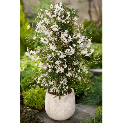 Jasminum Polyanthum - Piramide - Tuinplant - Pot 17cm - Hoogte 60-70cm 4