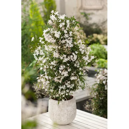 Jasminum Polyanthum - Piramide - Tuinplant - Pot 17cm - Hoogte 60-70cm 5