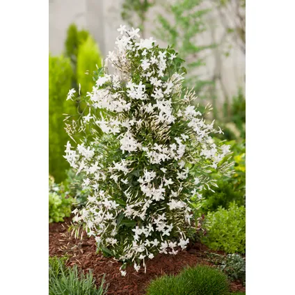 Jasminum Polyanthum - Piramide - Tuinplant - Pot 17cm - Hoogte 60-70cm 6
