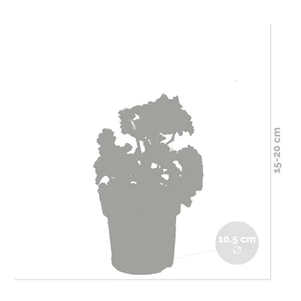6x Pelargonium zonale Mix Staand – Geranium – Eénjarig – Geurend - ⌀10,5 cm - ↕15-20 cm 4