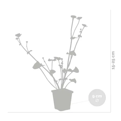 3x Caltha Palustris – Dotterbloem – ⌀09cm - ↕15-25 cm 3