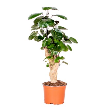 Polyscias 'Fabian -Sterke tropische kamerplant pot 12 cm -hoogte 40 cm