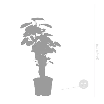 Polyscias 'Fabian -Sterke tropische kamerplant pot 12 cm -hoogte 40 cm 4