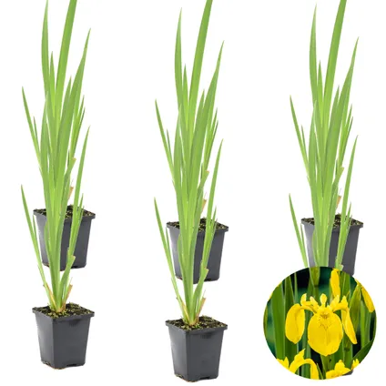 6x Iris 'Pseudacorus' – Gele Lis – Zone 2-3 – ⌀9cm - ↕20-30cm 2