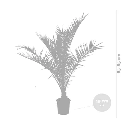 Phoenix Canariensis - Palmier dattier des Canaries - Palmier - Rustique – ⌀19 cm - ↕80-100 cm 3