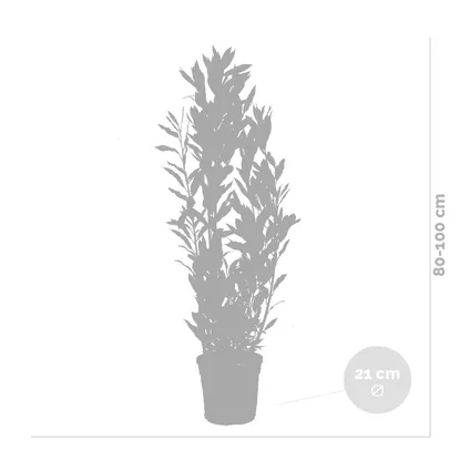 Laurus Nobilis - Laurier de cuisine - Arbuste - Persistant – ⌀21 cm - ↕80-100 cm 3