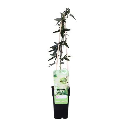 Passiflora Elliot – Passiebloem – ⌀15 cm - ↕60-70 cm 2