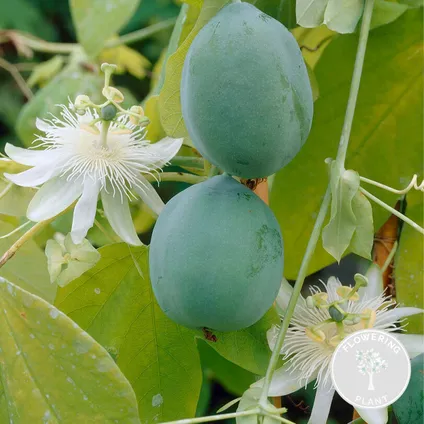 Passiflora Elliot – Passiebloem – ⌀15 cm - ↕60-70 cm 3